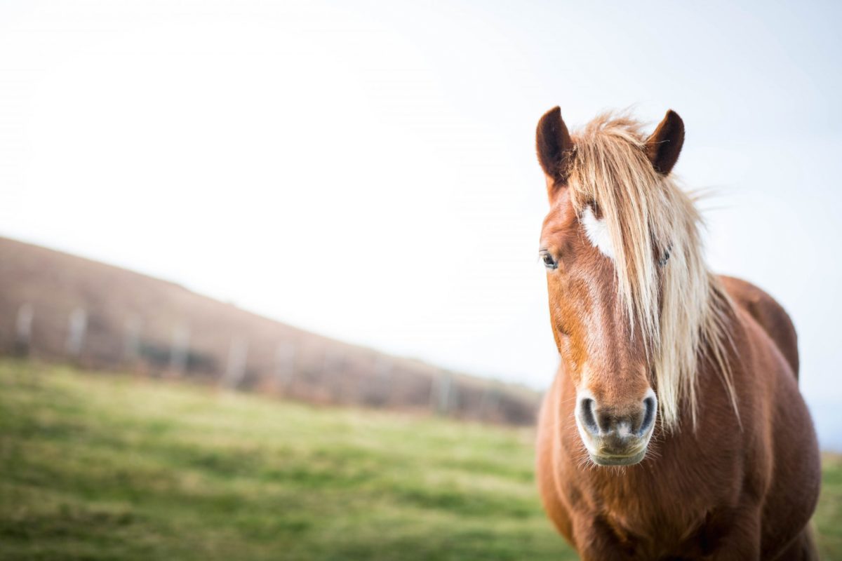 horses-and-cbd